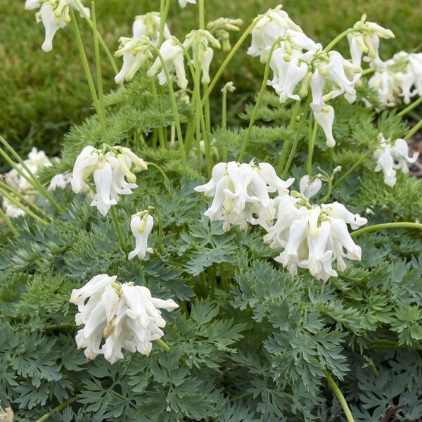 Dicentra 'White Diamonds'