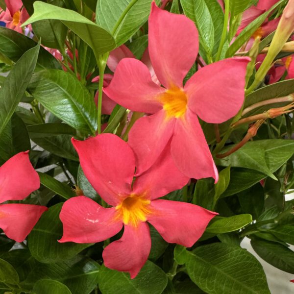 SUN PARASOL® FiredUp™ Coral Dipladenia