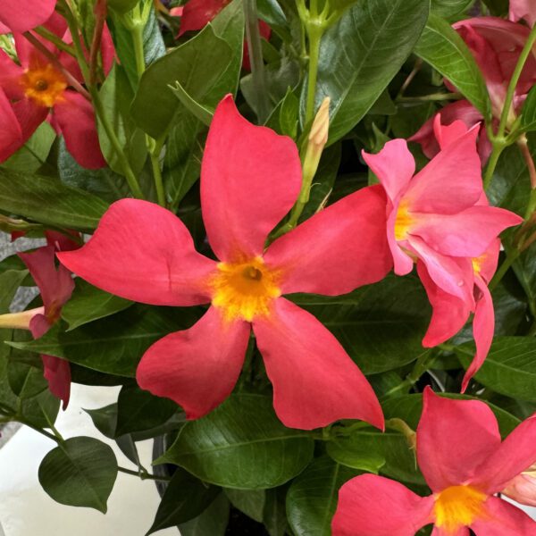 SUN PARASOL® FiredUp™ Coral Dipladenia
