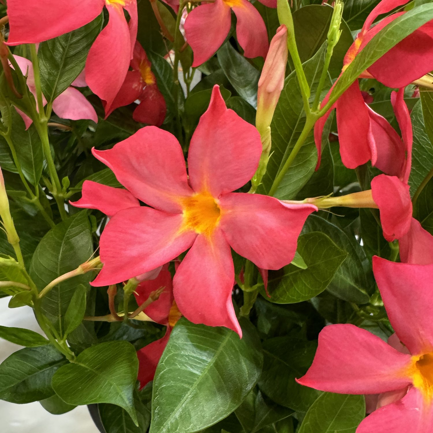 SUN PARASOL® FiredUp™ Coral Dipladenia