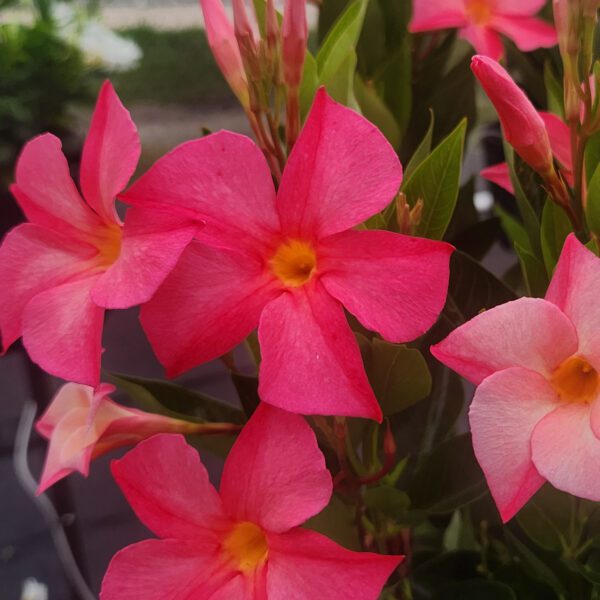 SUN PARASOL® FiredUp™ Coral Dipladenia