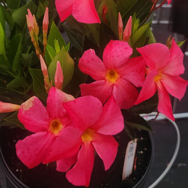 SUN PARASOL® FiredUp™ Coral Dipladenia