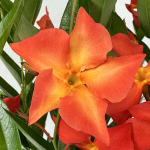 SUN PARASOL® FiredUp™ Orange Dipladenia