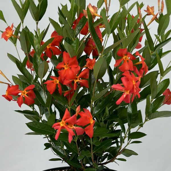 SUN PARASOL® FiredUp™ Orange Dipladenia