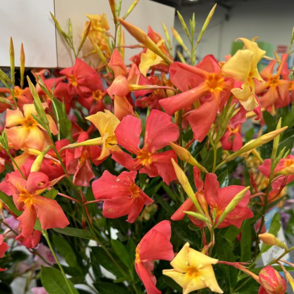 SUN PARASOL® FiredUp™ Orange Dipladenia