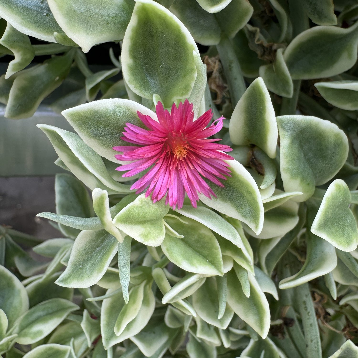 MEZOO™ Trailing Red Aptenia - Image 5