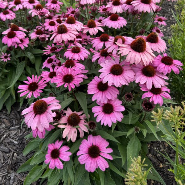 Echinacea COLOR CODED® 'The Fuchsia is Bright' - Image 4