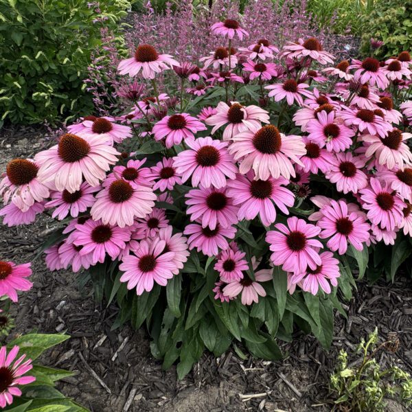 Echinacea COLOR CODED® 'The Fuchsia is Bright' - Image 5