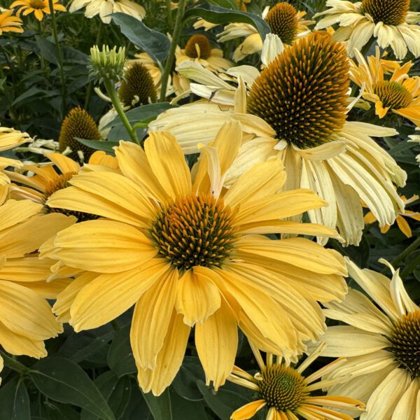 Color Coded™ 'Yellow My Darling' Echinacea - Image 7