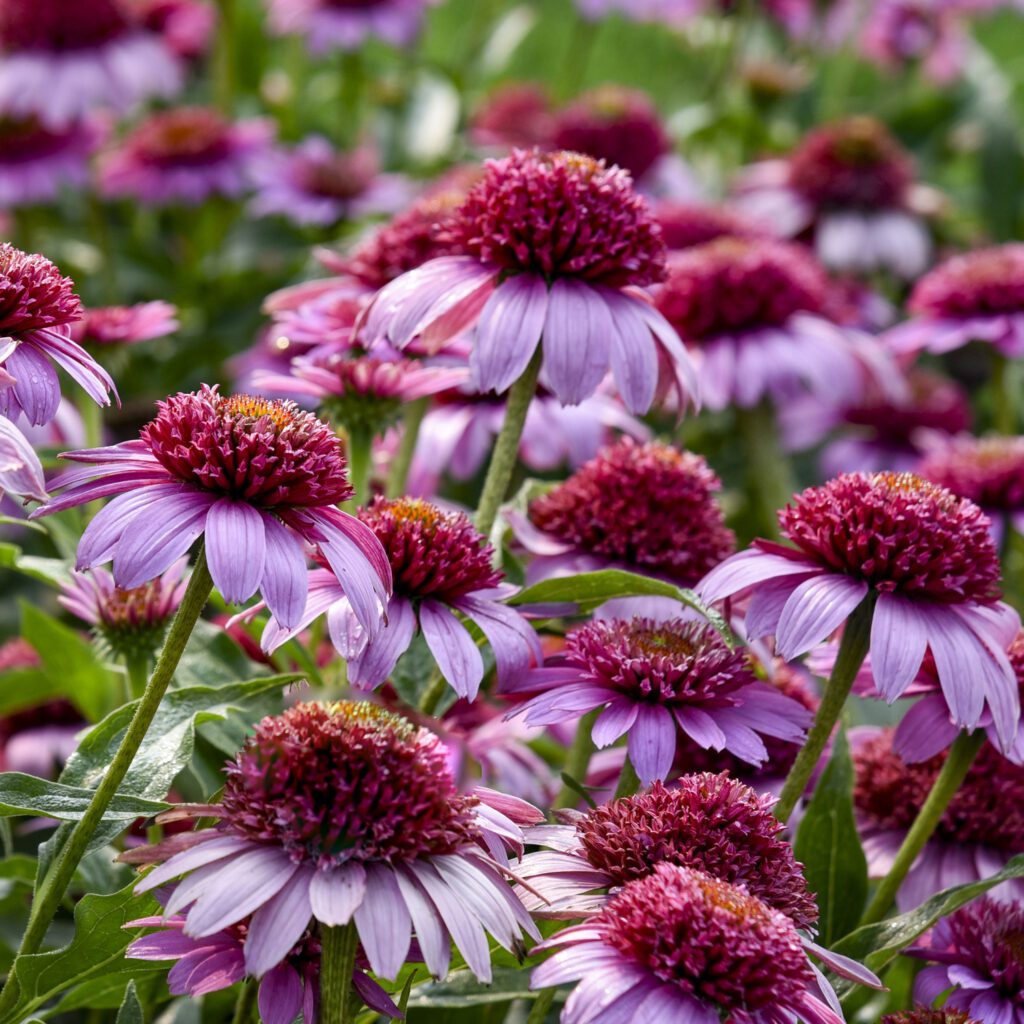 DOUBLE CODED® ‘Everything’s Rosy’ Echinacea