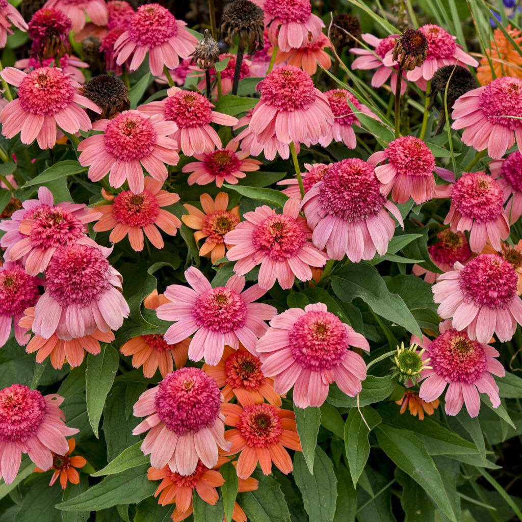 DOUBLE DIPPED® ‘Rainbow Sherbet’ Echinacea