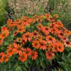 SOMBRERO® 'Adobe Orange' Echinacea - Image 7