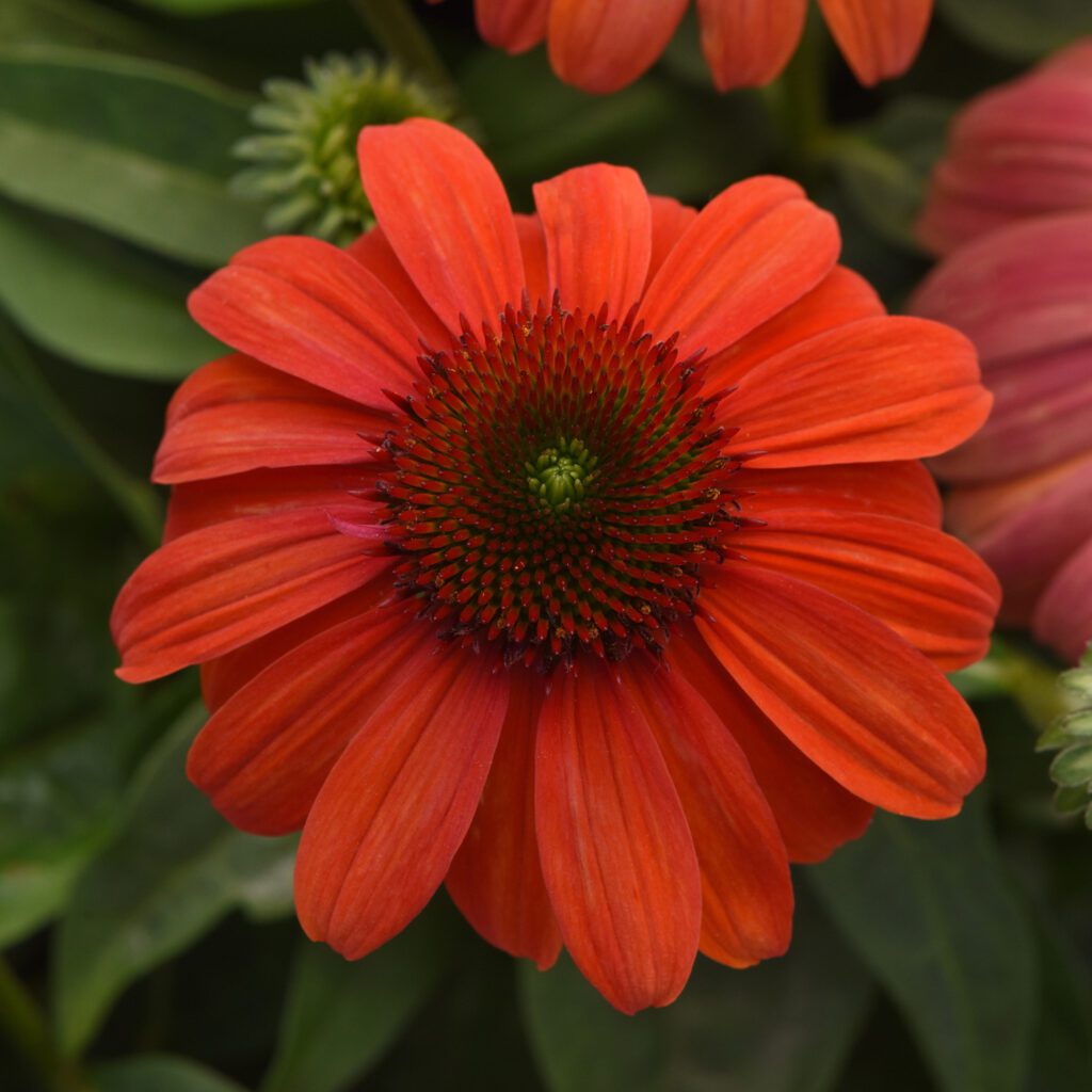 SOMBRERO® 'Mandarin Mambo' Echinacea