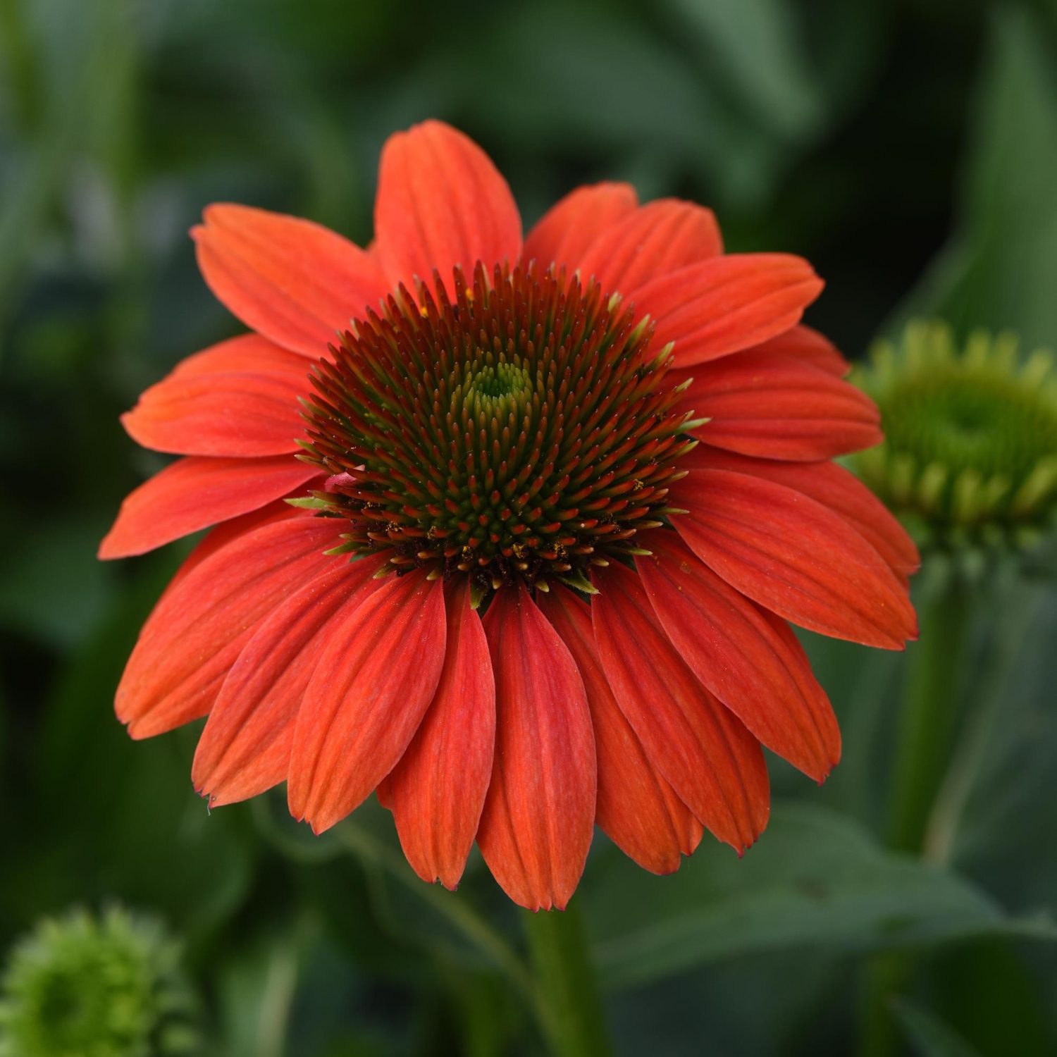SOMBRERO POCO™ Hot Coral Echinacea