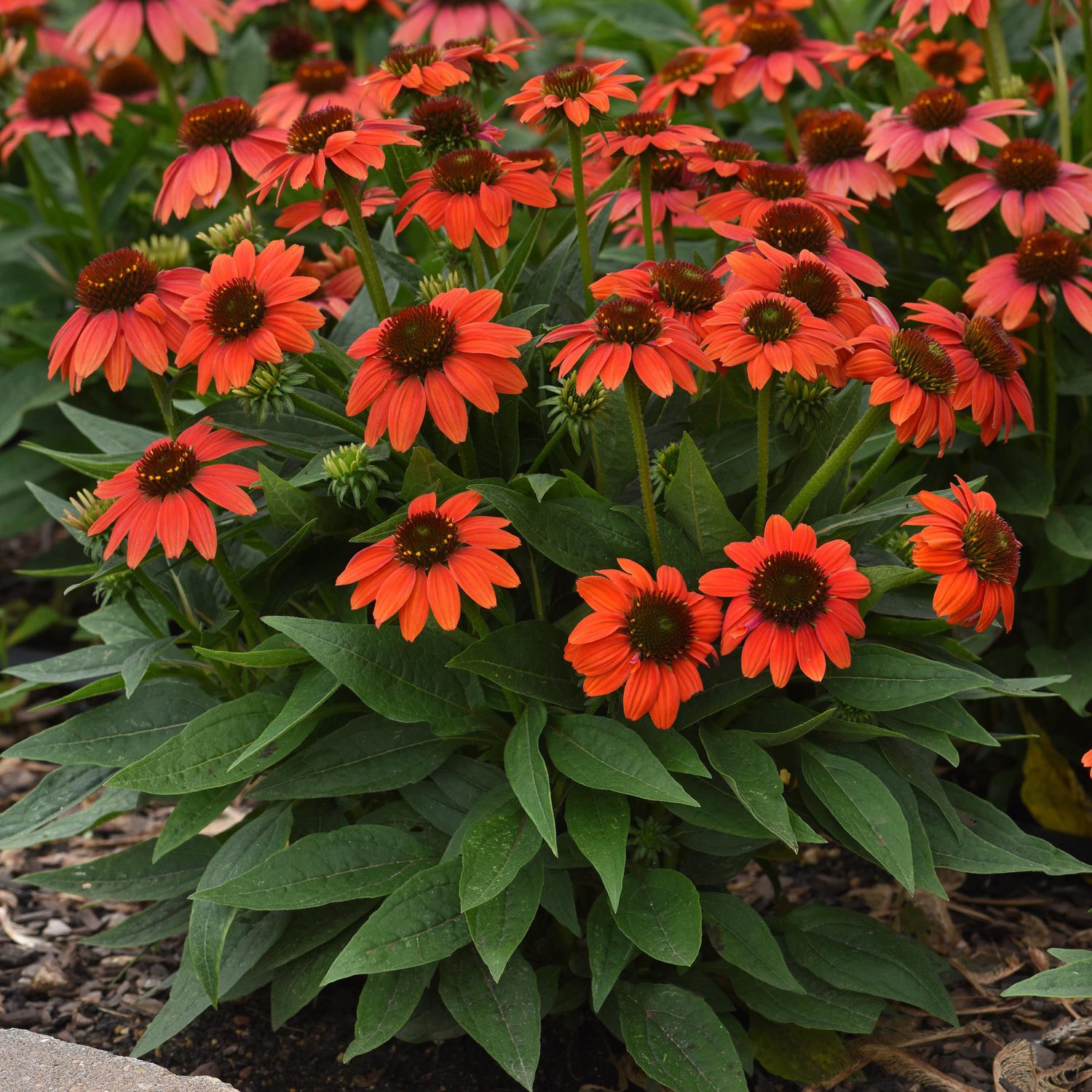 SOMBRERO POCO™ Hot Coral Echinacea