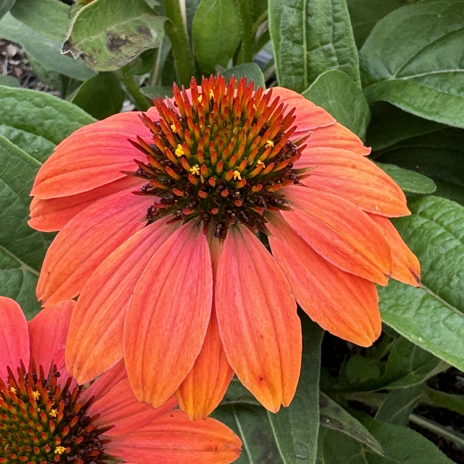 SOMBRERO POCO™ Hot Coral Echinacea