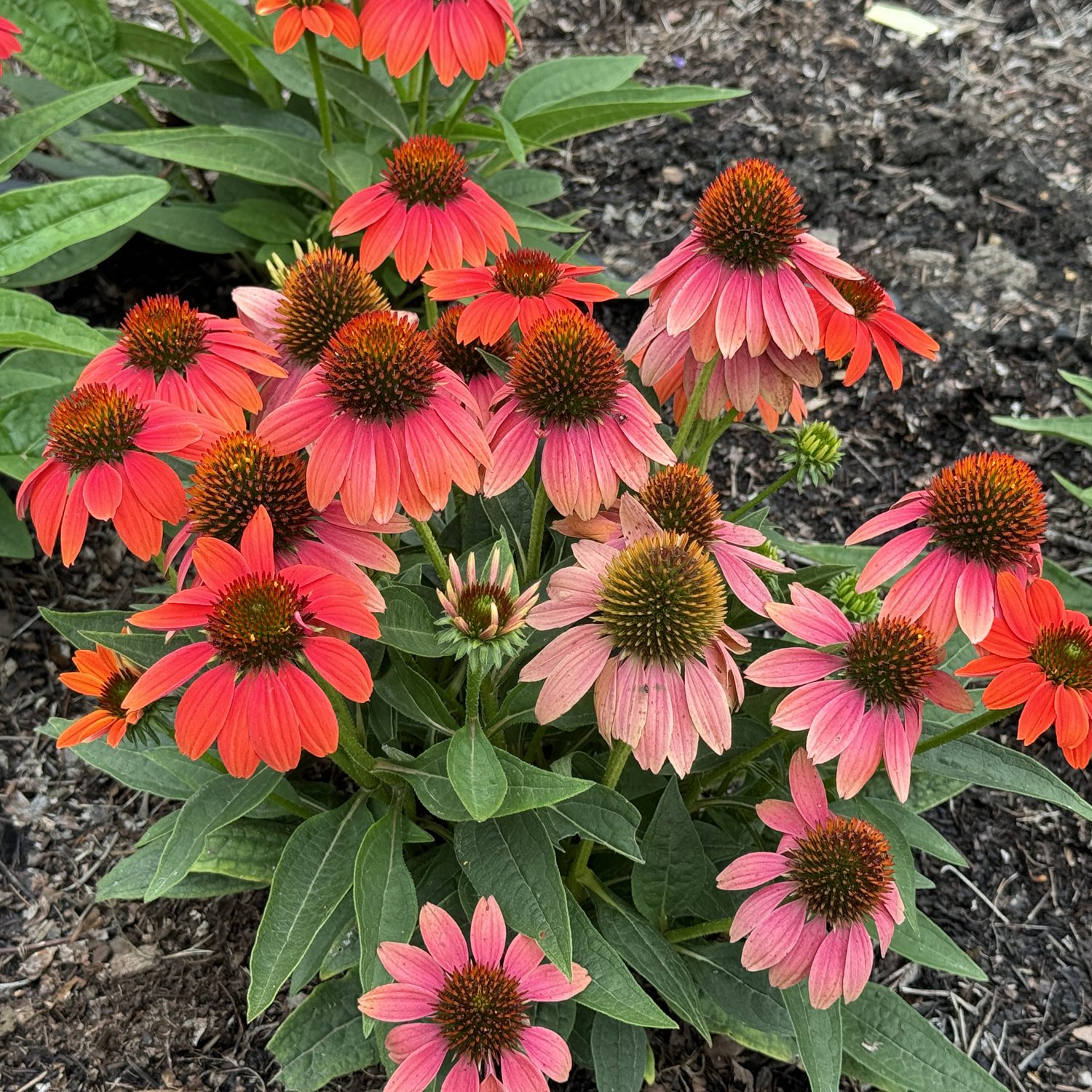 SOMBRERO POCO™ Hot Coral Echinacea