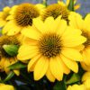 SOMBRERO POCO™ Yellow Echinacea