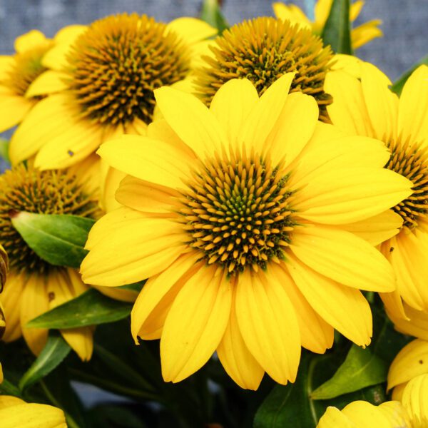 SOMBRERO POCO™ Yellow Echinacea