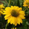 SOMBRERO POCO™ Yellow Echinacea
