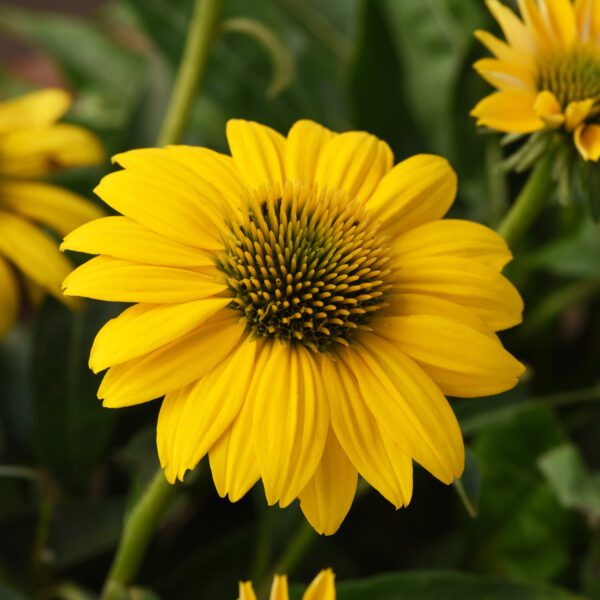 SOMBRERO POCO™ Yellow Echinacea
