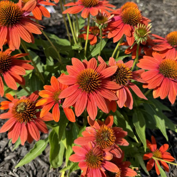 SOMBRERO® SANGRITA Echinacea - Image 3