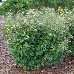 MR. SMOOTH™ SEEDLESS Elaeagnus