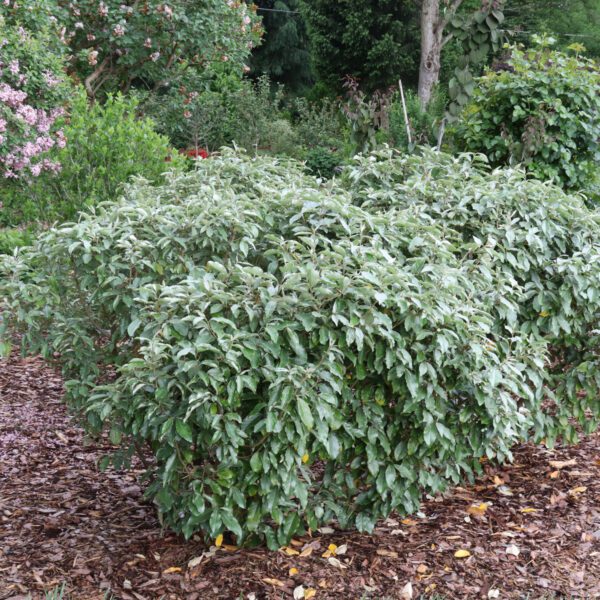 Mr. Smooth™ Seedless Elaeagnus - Image 2