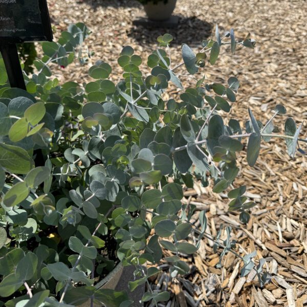 Baby Blue Bouquet Eucalyptus