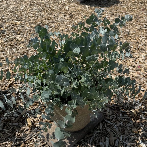 Baby Blue Bouquet Eucalyptus