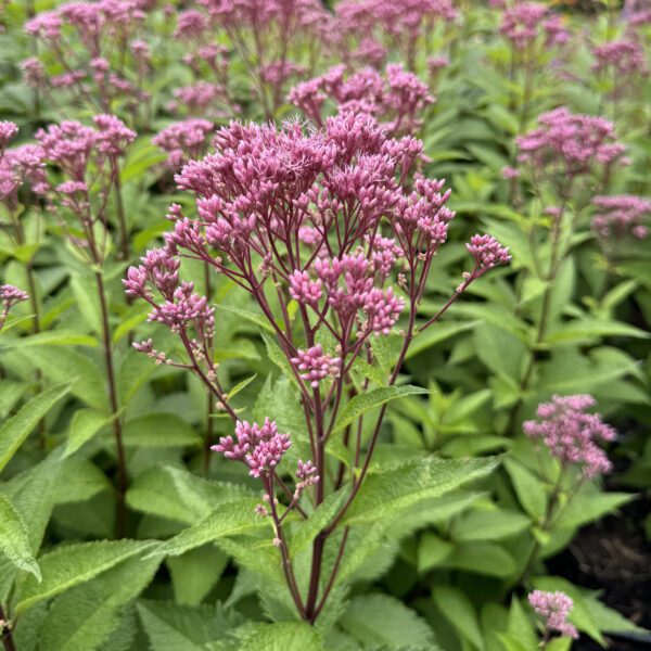 Eupatorium 'Ruby' - Image 2