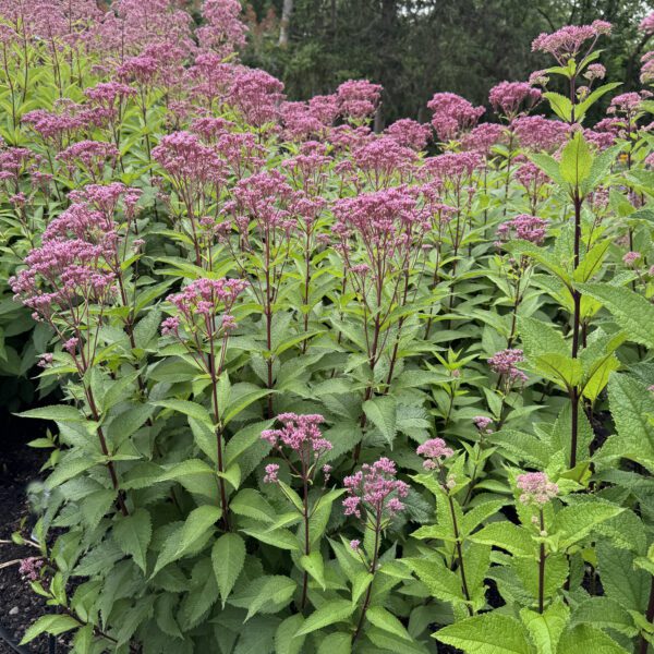 Eupatorium 'Ruby' - Image 3