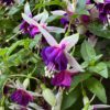 'La Campanella' Fuchsia