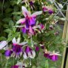 'La Campanella' Fuchsia