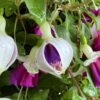 'La Campanella' Fuchsia