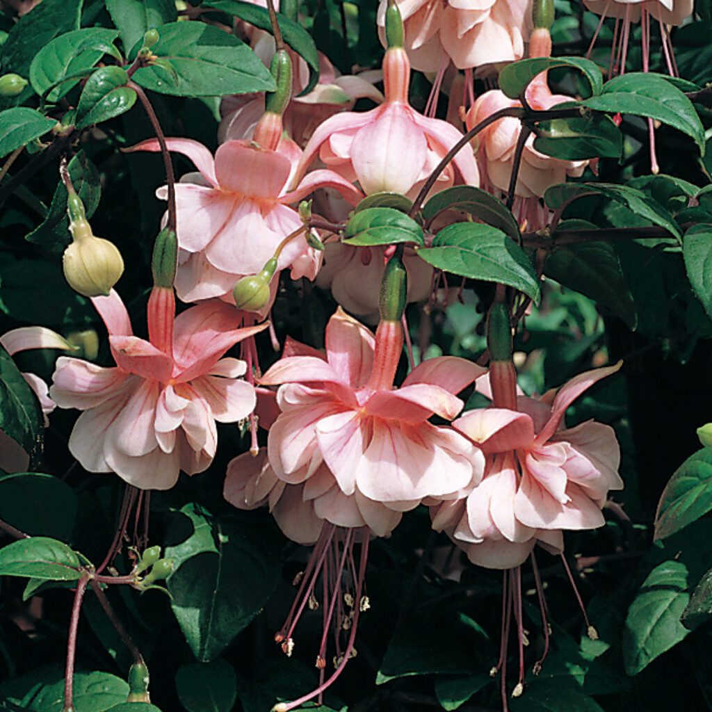 Southgate Fuchsia