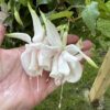 Pink Marshmallow Fuchsia