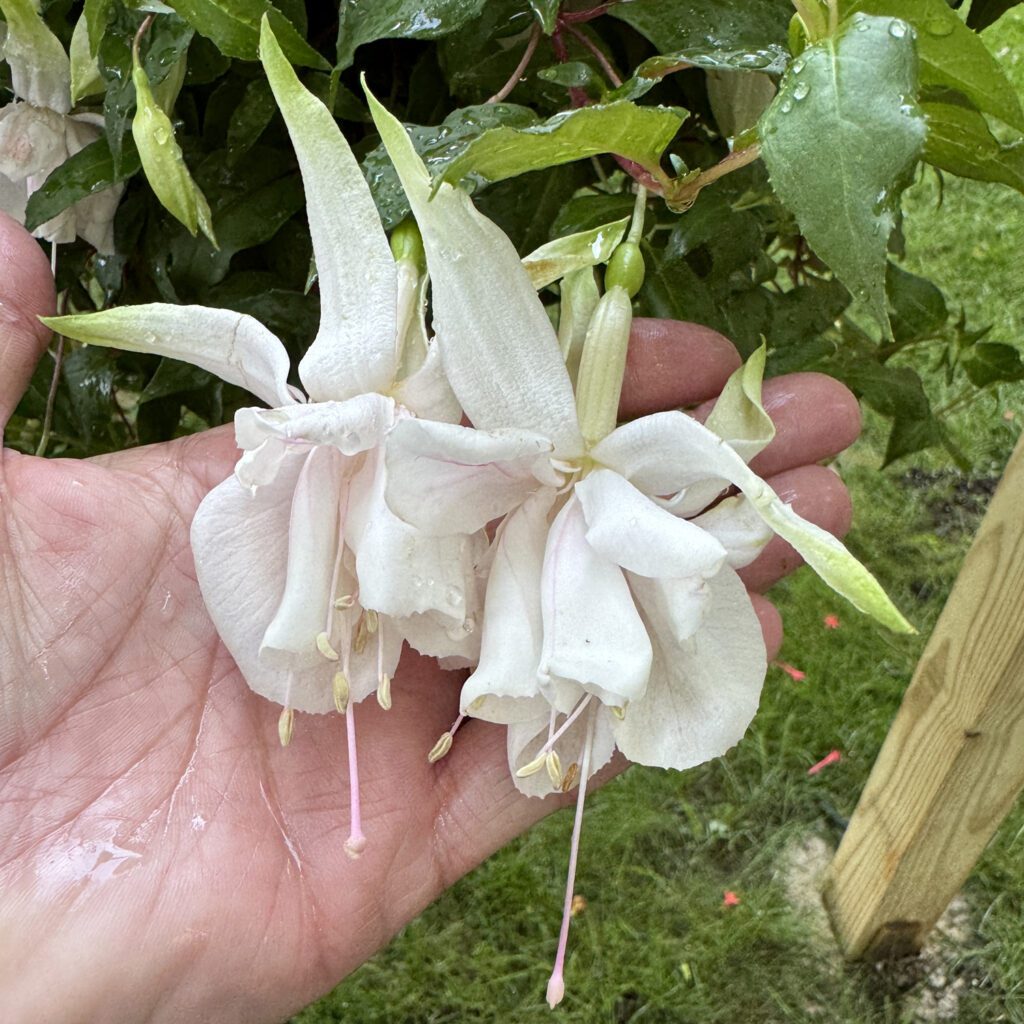 Pink Marshmallow Fuchsia