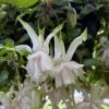 Pink Marshmallow Fuchsia