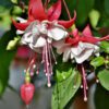 White Eyes Fuchsia