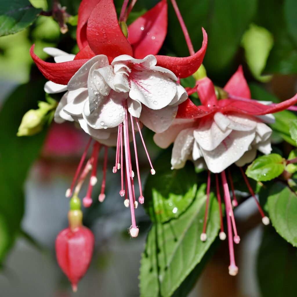 White Eyes Fuchsia