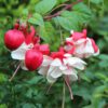 White Eyes Fuchsia
