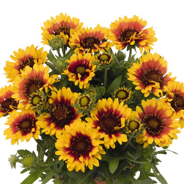 SpinTop® Red Starburst Gaillardia