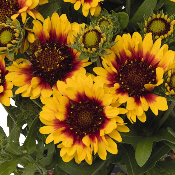 SpinTop® Red Starburst Gaillardia - Image 2