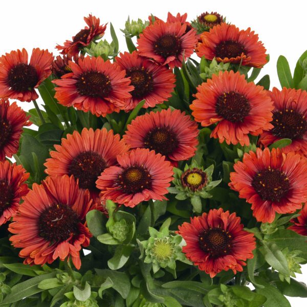 SpinTop® Red Gaillardia