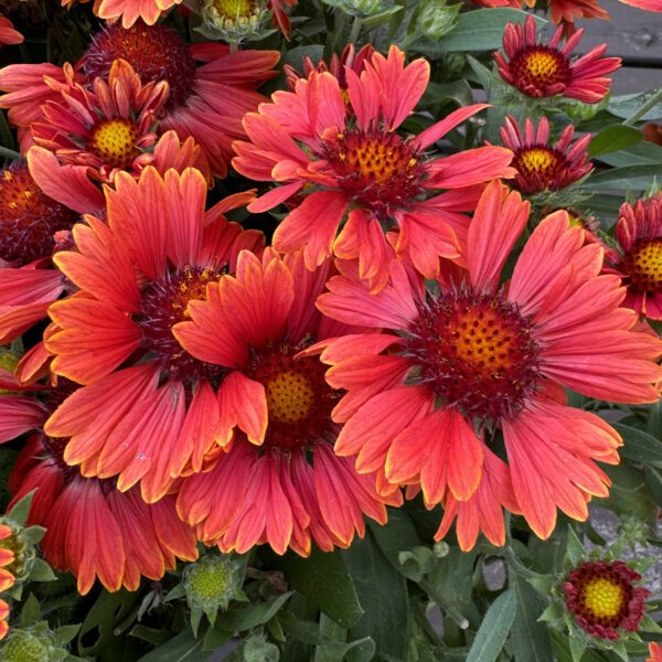 SpinTop® Red Gaillardia
