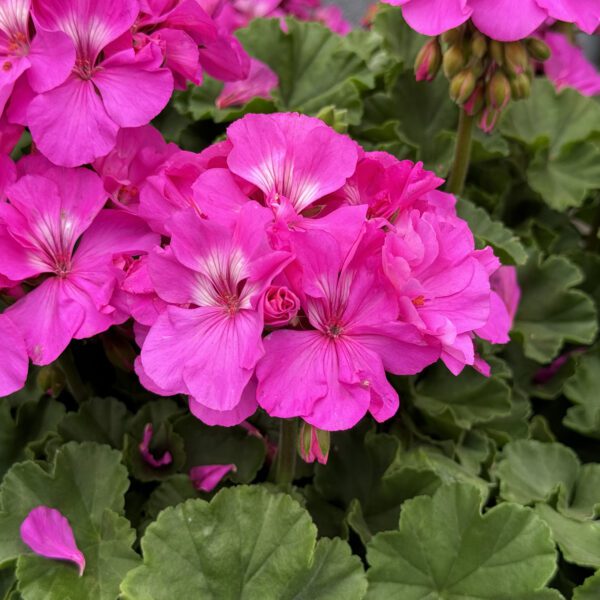 Solera™ Lavender Geranium - Image 3