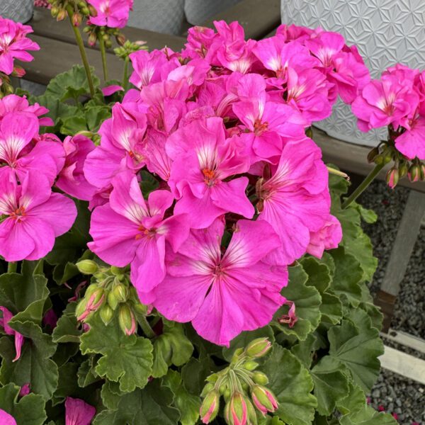 Solera™ Lavender Geranium - Image 4