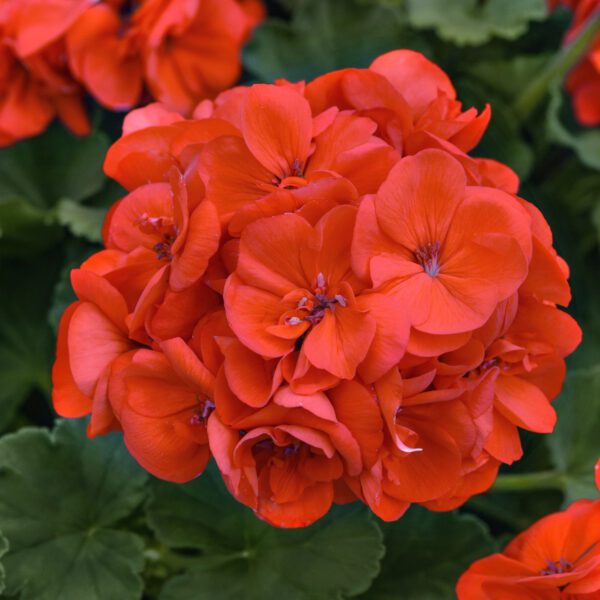 Solera™ Orange Geranium