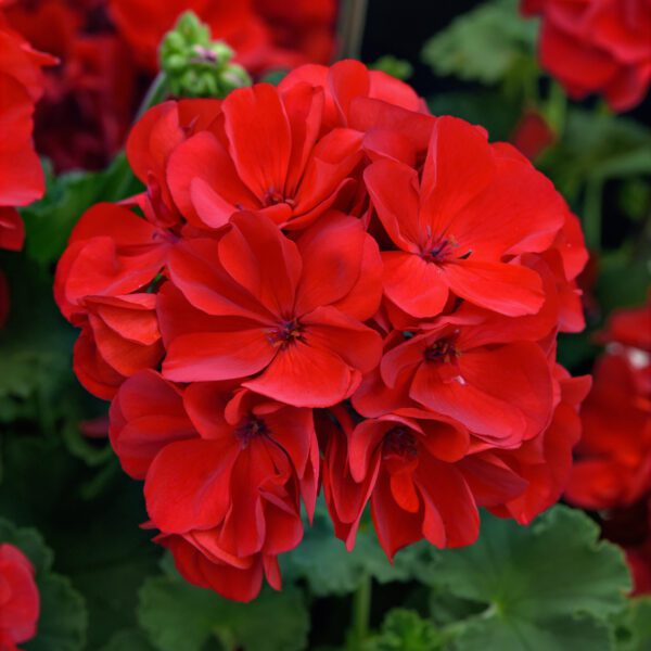 Solera™ Red Geranium